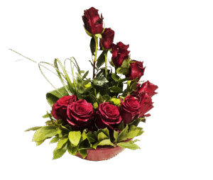 Luxury σύνθεση με 10 κόκκινα τριαντάφυλλα Εκουαδόρ explorer & πρασινάδα εισαγωγής 65.00 το κασπω μπορεί να ειναι κόκκινο, Λευκό ή γκρι σκουρο/μαυρο